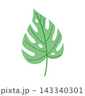 Single green monstera leaf isolated on white background, minimalist tropical botanical foliage element for logo design and organic branding 143340301