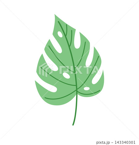 Single green monstera leaf isolated on white background, minimalist tropical botanical foliage element for logo design and organic branding Single green monstera leaf isolated on white background, minimalist tropical botanical foliage element for logo design and organic branding 143340301