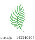 Green tropical feather palm leaf isolated on white background, minimalist botanical branch for summer wedding decor and organic branding 143340304