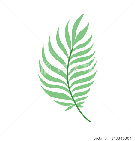 Green tropical feather palm leaf isolated on white background, minimalist botanical branch for summer wedding decor and organic branding Green tropical feather palm leaf isolated on white background, minimalist botanical branch for summer wedding decor and organic branding 143340304