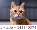 つぶらな瞳で見つめる茶トラ猫の正面アップ 143340374