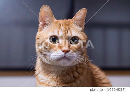 つぶらな瞳で見つめる茶トラ猫の正面アップ つぶらな瞳で見つめる茶トラ猫の正面アップ 143340374