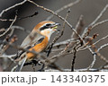 冬の枝先で獲物を狙うモズの鋭い嘴 143340375