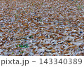 地面一面に敷き詰められた一面の落ち葉と枯れ葉 143340389
