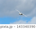 青空を颯爽と羽ばたくユリカモメ 143340390