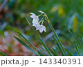 可憐に咲く白いスイセンの花と緑の茎 143340391