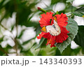 赤いハイビスカスの花に止まるツマベニチョウ 143340393