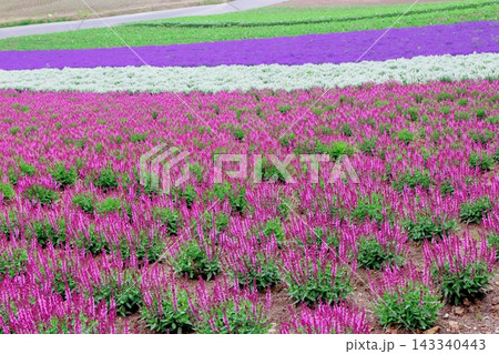 北海道紀行 6月の四季彩の丘 春の四季彩の丘 北海道紀行 6月の四季彩の丘 春の四季彩の丘 143340443