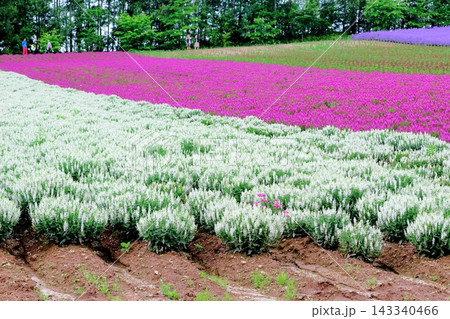 北海道紀行　　　6月の四季彩の丘　　　春の四季彩の丘　 143340466