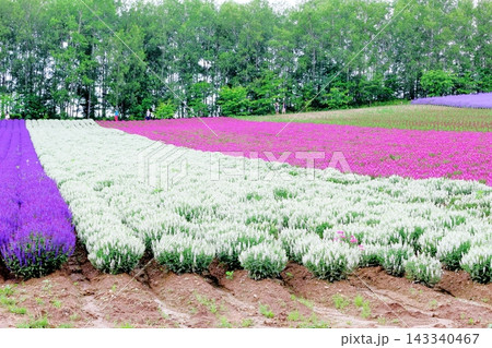 北海道紀行　　　6月の四季彩の丘　　　春の四季彩の丘　 143340467
