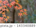 色鮮やかに紅葉したモミジの葉と秋の木漏れ日 143340889