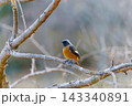 枯れ枝に佇むジョウビタキのオス 143340891