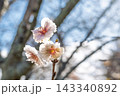 柔らかな光を浴びて咲く白い十月桜の花 143340892