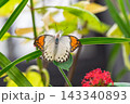 緑の葉の上で羽を広げるツマベニチョウ 143340893