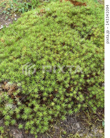 苔の生えた木 苔の生えた木 143341094
