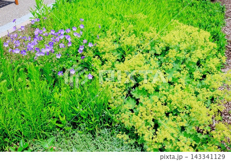 北海道紀行　　　6月の　あさひかわ北彩都ガーデン　　　春の　あさひかわ北彩都ガーデン 143341129