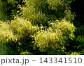 スダジイの花　スダジイ 143341510