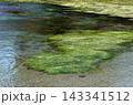 アマモ場　アマモ　海草 143341512