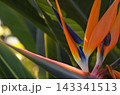 ストレチアの花　レギネ　グラフィック素材 143341513
