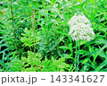 北海道紀行　　　6月中旬の北海道ガーデン　前編　　　　春の北海道ガーデン 143341627