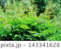 北海道紀行　　　6月中旬の北海道ガーデン　前編　　　　春の北海道ガーデン 143341628