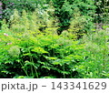 北海道紀行　　　6月中旬の北海道ガーデン　前編　　　　春の北海道ガーデン 143341629