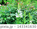 北海道紀行　　　6月中旬の北海道ガーデン　前編　　　　春の北海道ガーデン 143341630