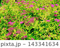 北海道紀行　　　6月中旬の北海道ガーデン　前編　　　　春の北海道ガーデン 143341634
