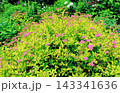 北海道紀行　　　6月中旬の北海道ガーデン　前編　　　　春の北海道ガーデン 143341636