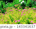 北海道紀行　　　6月中旬の北海道ガーデン　前編　　　　春の北海道ガーデン 143341637