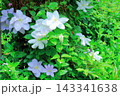 北海道紀行　　　6月中旬の北海道ガーデン　前編　　　　春の北海道ガーデン 143341638