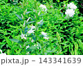 北海道紀行　　　6月中旬の北海道ガーデン　前編　　　　春の北海道ガーデン 143341639