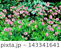 北海道紀行　　　6月中旬の北海道ガーデン　前編　　　　春の北海道ガーデン 143341641