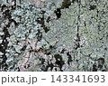 サクラの木肌　地衣類　グラフィック素材 143341693
