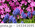 春の花壇　ムスカリ　シバザクラ　ガーデニング 143341695