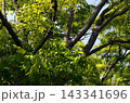 ケヤキの新緑にそよ風　ケヤキの新緑 143341696