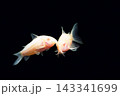 コリドラス　アルビノコリドラス　白コリ　黒バック 143341699