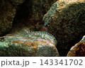 ホンコンプレコ　タニノボリの仲間　アクアリウム 143341702
