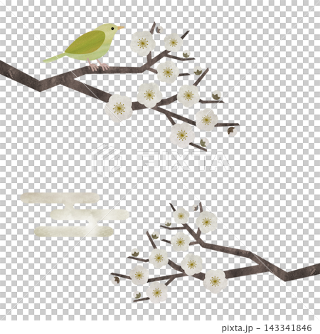 一套日式水彩插畫,描繪了白梅花和夜鶯。 一套日式水彩插畫,描繪了白梅花和夜鶯。 143341846