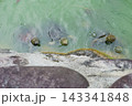 池のほとりに集まるカメ 143341848