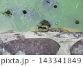 エサを求めて顔を出す亀 143341849