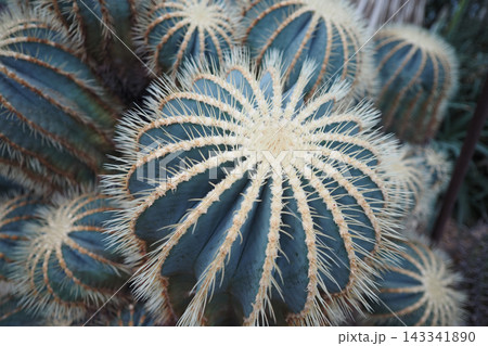 Cacti with spines at a botanical garden in daytime 143341890