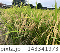 強風に揺れる稲穂 143341973