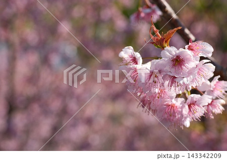 春の光を受けて可憐に咲く椿寒桜の花房とピンク色の美しい背景ボケ 春の光を受けて可憐に咲く椿寒桜の花房とピンク色の美しい背景ボケ 143342209