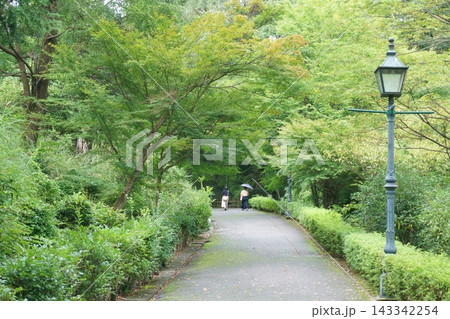 レトロな街灯と緑に囲まれた歩道 レトロな街灯と緑に囲まれた歩道 143342254