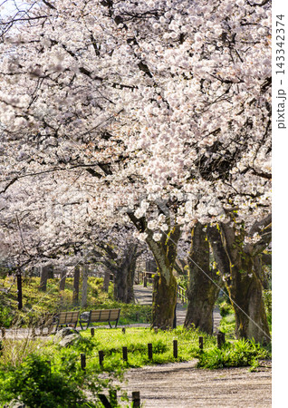 立川市根川緑地の桜 立川市根川緑地の桜 143342374