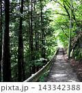 新緑に包まれた林道 143342388