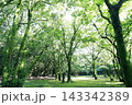 新緑に包まれた林道 143342389
