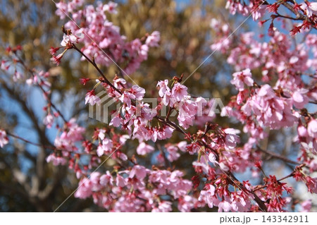 春のイメージ 桜 6 143342911