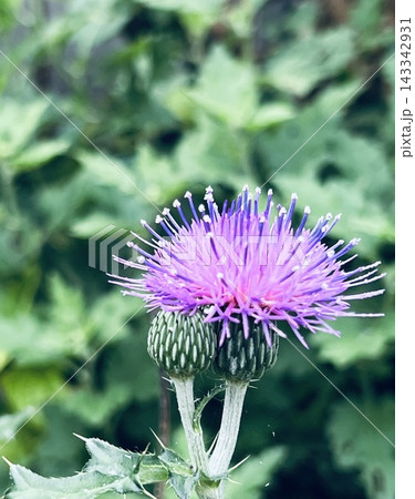 自然に咲く野草 アザミのクローズアップ写真 143342931